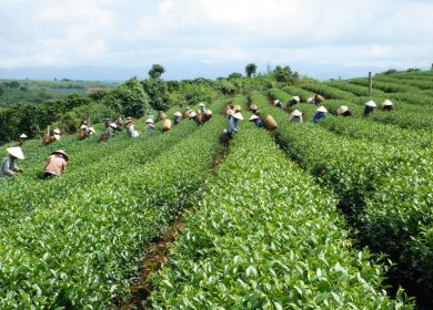Hướng dẫn bảo quản trà Ô Long
